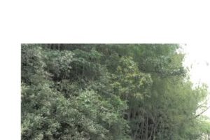 R06ケ29