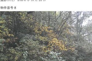 R06ケ117