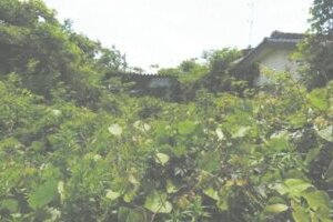 R06ヌ16
